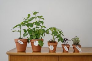 стайни растения и билки